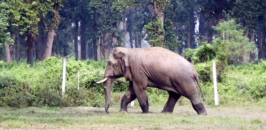 जङ्गली हात्तीको आक्रमणमा परी मृत्यु