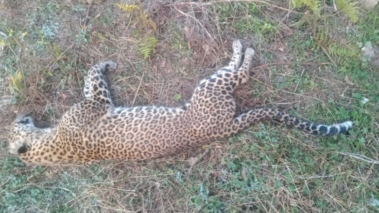 चित्लाङमा वयस्क पोथी चितुवा मृत फेला