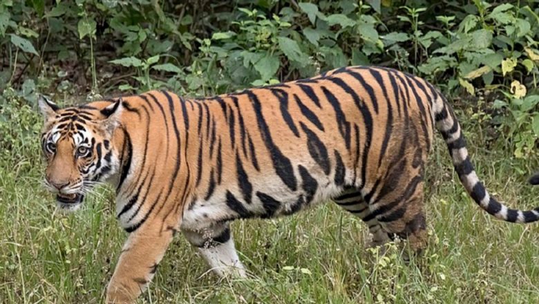 शुक्लाफाँटा राष्ट्रिय निकुञ्जमा फागुन २३ देखि बाघ गणना
