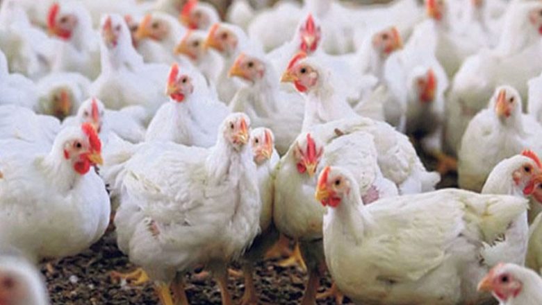 मोरङमा बर्ड फ्लु पुष्टि, नियन्त्रणका उपाय कडा