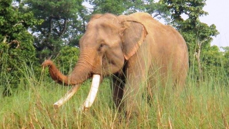 सप्तरीमा जंगली हात्तीको आक्रमण: एक वृद्धको ज्यान गयो