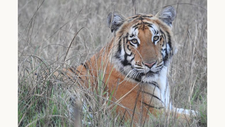 बाघको आक्रमणबाट नाबालकसहित चार जना घाइते