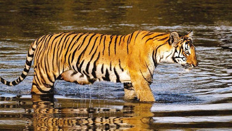 चितवन–पर्सा निकुञ्जमा बाघको आहारा प्रजाति सर्वेक्षण सुरु